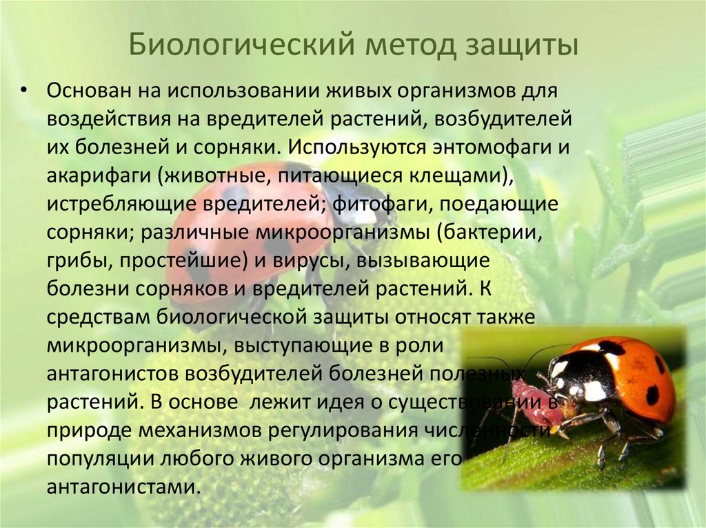 biologicheskaya zaschita rasteniy ispolzovanie entomofagov i antagonistov