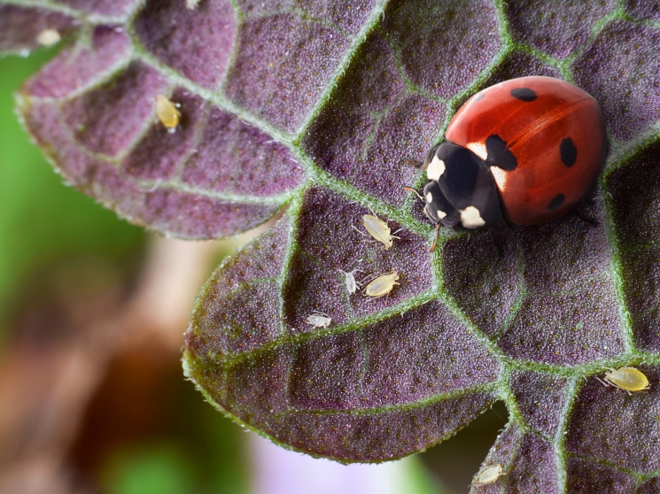 Эффективность биопрепаратов в борьбе с вредителями сельского хозяйства 1 effektivnost biopreparatov v borbe s vreditelyami selskogo hozyaystva