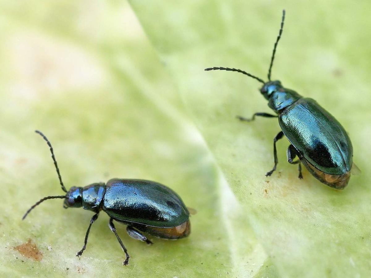 effektivnye metody borby s vreditelyami i boleznyami rasteniy