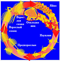 ekologicheskaya set kak instrument sohraneniya bioraznoobraziya sozdanie zelyonyh koridorov