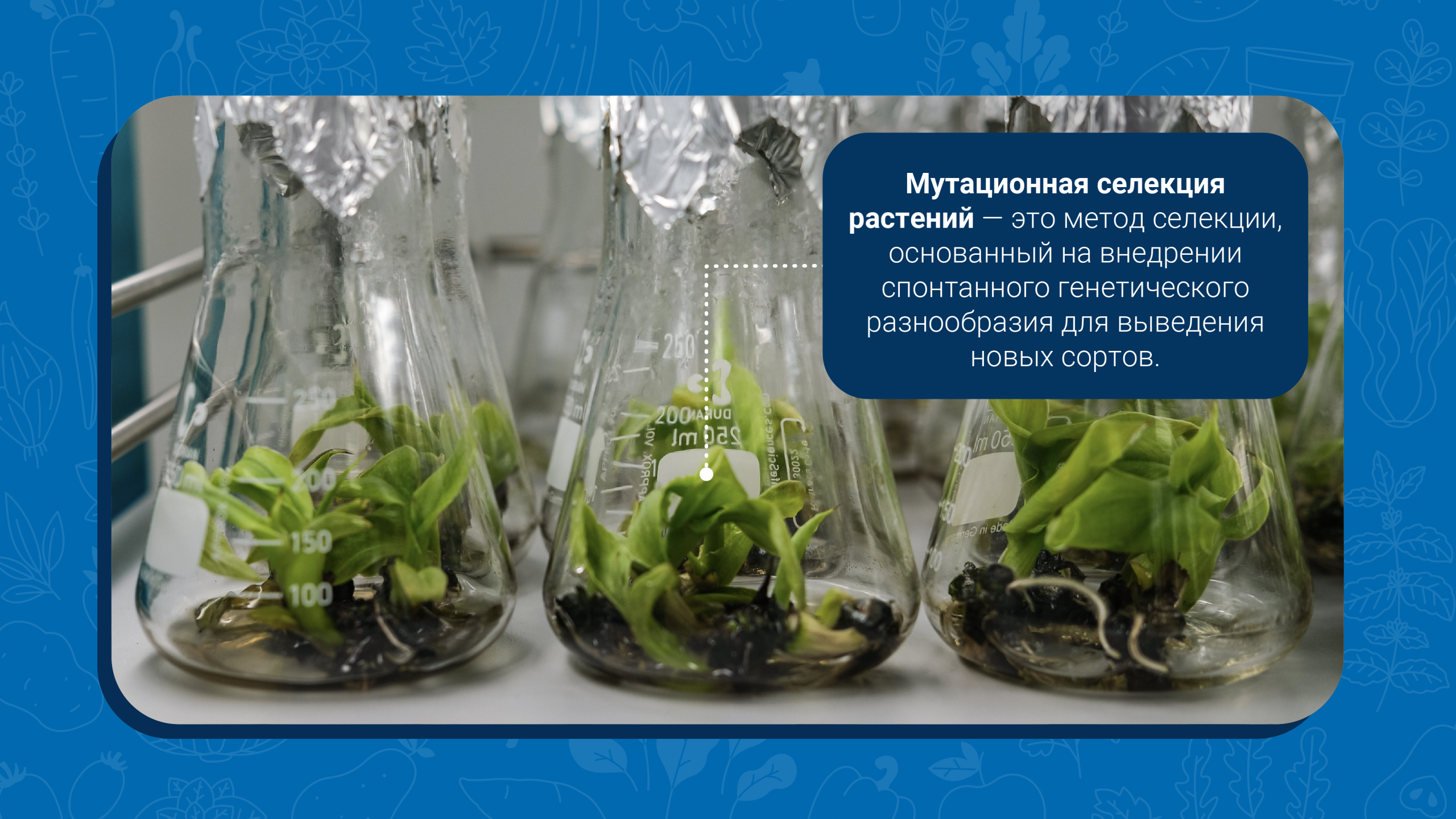 innovatsionnye tehnologii monitoringa zdorovya derevev scaled