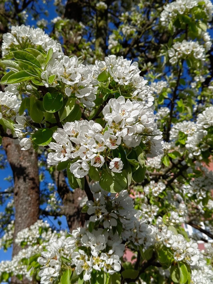 innovatsionnye tehnologii v upravlenii kollektsiyami botanicheskih sadov