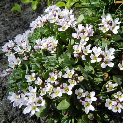 kompozitsii iz zasuhoustoychivyh rasteniy