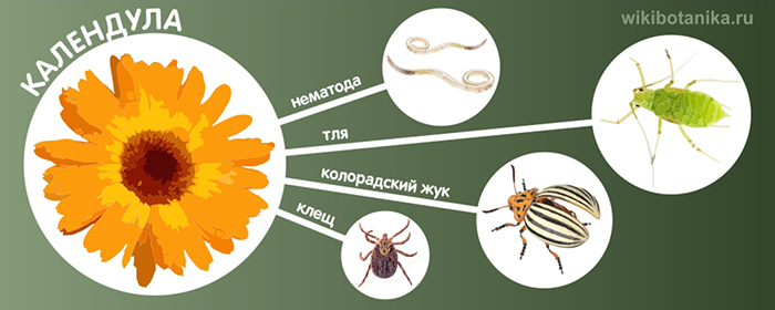 mnogoletnie tsvety ne privlekayuschie vrediteley