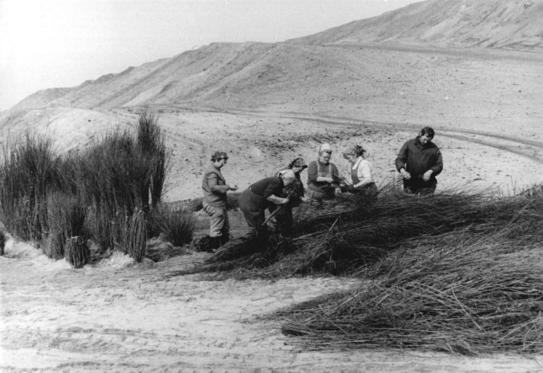 Озеленение промышленных зон экологическая рекультивация 5 ozelenenie promyshlennyh zon ekologicheskaya rekultivatsiya 1