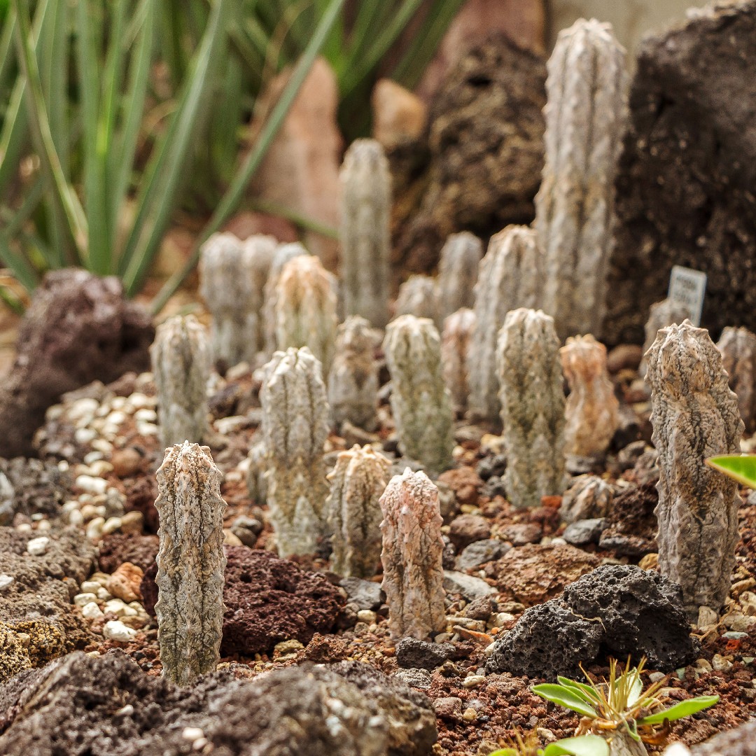 podbor kserofitov dlya raznyh klimaticheskih zon