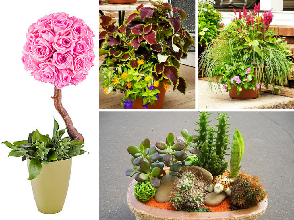 podbor rasteniy dlya sozdaniya ustoychivyh i ekologichnyh kompozitsiy