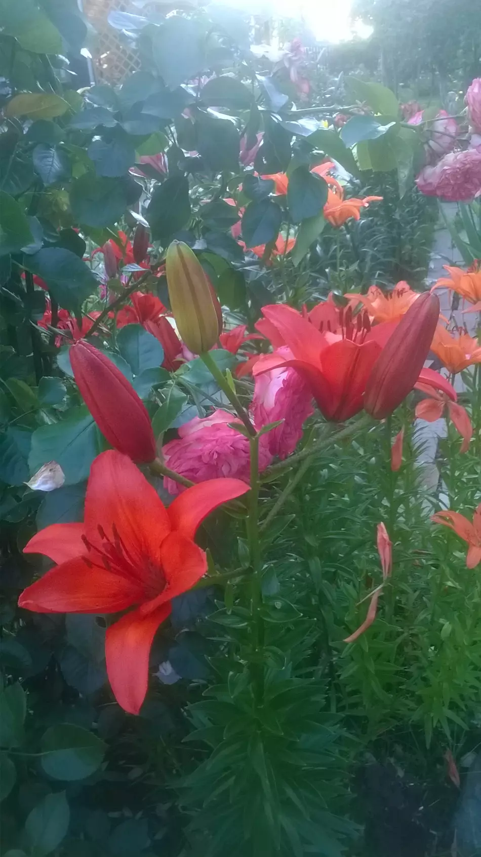 prakticheskoe rukovodstvo po sozdaniyu potryasayuschih vertikalnyh sadov