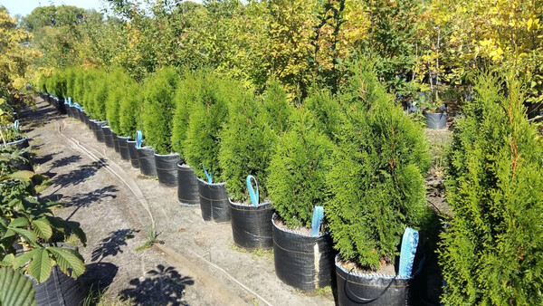 Проблемы и перспективы развития городского озеленения с использованием древесно-кустарниковых растений 1 problemy i perspektivy razvitiya gorodskogo ozeleneniya s ispolzovaniem drevesno kustarnikovyh rasteniy