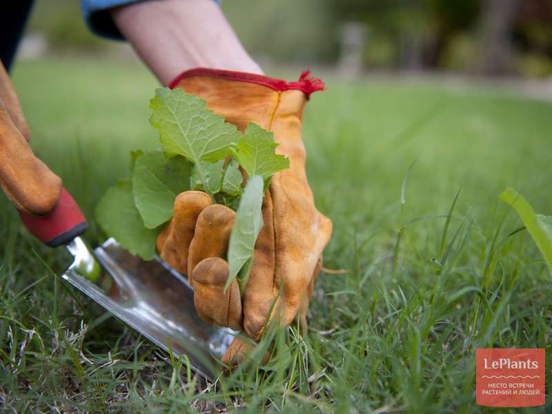profilaktika i borba s vreditelyami i boleznyami gazona