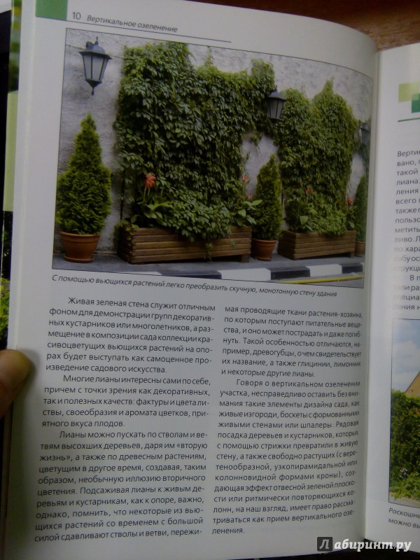 rasteniya dlya vertikalnyh sadov rukovodstvo po vyboru