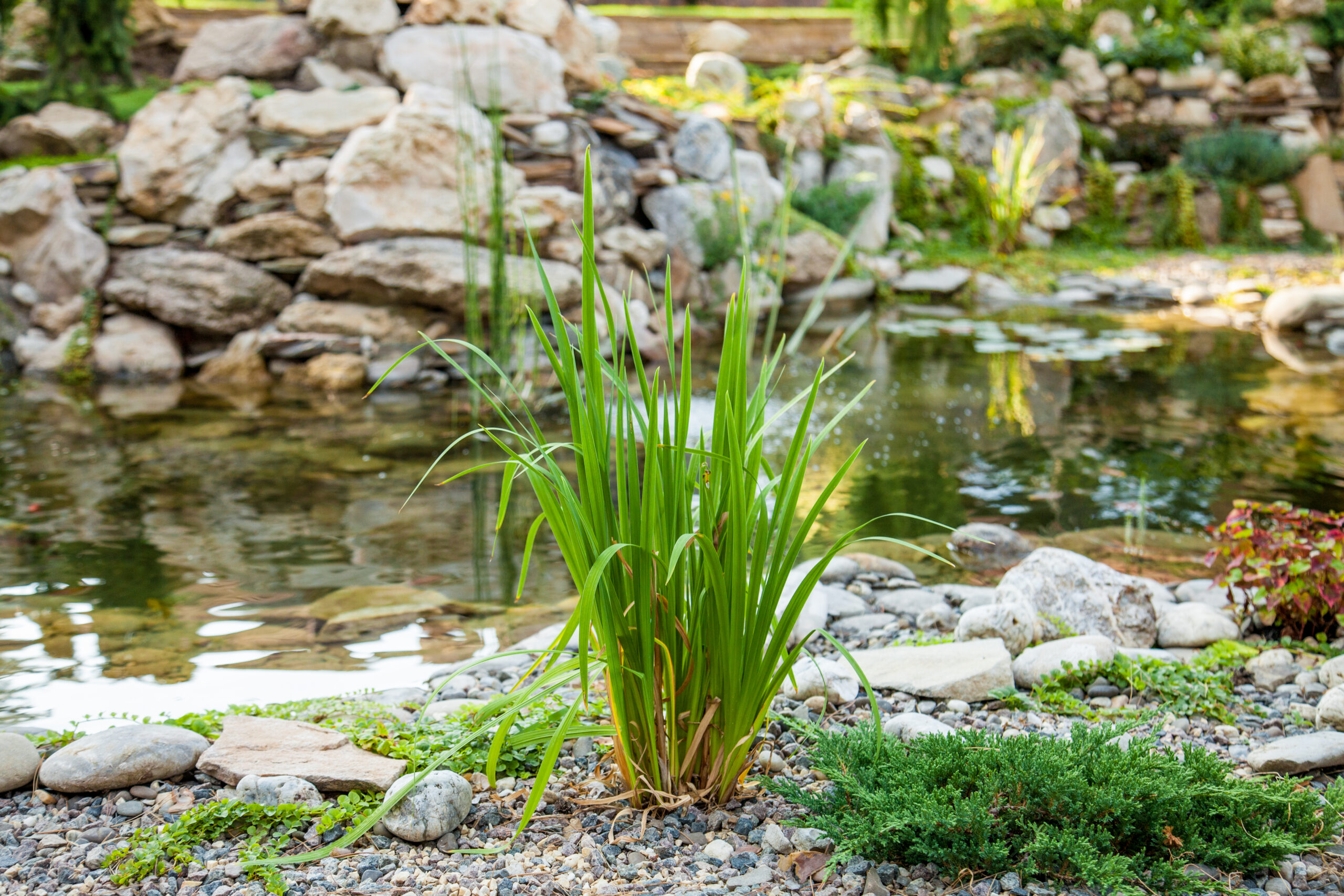 rol prirodnyh elementov v landshaftnom dizayne dlya snizheniya stressa