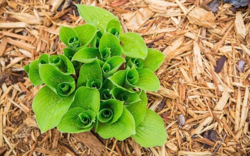 sozdanie unikalnyh kompozitsiy s pomoschyu dekorativnoy schepy i kory