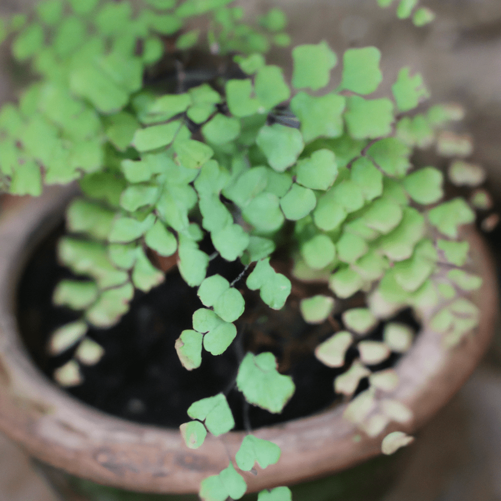 Уход и техническое обслуживание систем контейнерного озеленения практическое руководство 3 uhod i tehnicheskoe obsluzhivanie sistem konteynernogo ozeleneniya prakticheskoe rukovodstvo