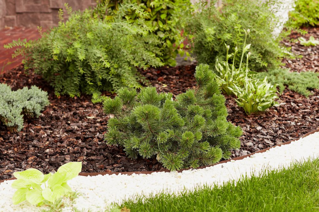 Уход за альпийской горкой и рокарием 1 uhod za alpiyskoy gorkoy i rokariem 1