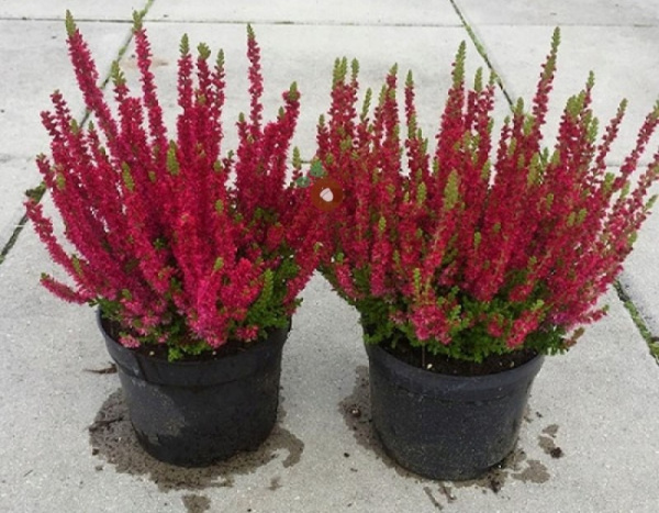 ustoychivye k boleznyam i vreditelyam kustarniki dlya vashego sada