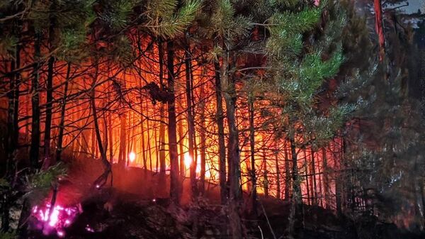 Влияние микрорельефа на устойчивость ландшафта к лесным пожарам 5 vliyanie mikrorelefa na ustoychivost landshafta k lesnym pozharam